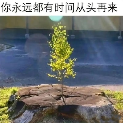 这是一张传递正能量的静态实拍图，画面主体是一个被砍伐后留下的陈旧开裂树桩，树桩的中心位置顽强地生长出一棵枝叶鲜亮、充满生机的小树苗，背景是深色的沥青路面和边缘少量的草地。图片顶部配有醒目的励志文字“你永远都有时间从头再来”，以树桩上重生的树苗为具象载体，寓意着即使遭遇挫折、陷入绝境，依然拥有重新出发、获得新生的可能，用来鼓励身处低谷的人重拾希望。