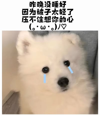 图片上方是黑色加粗文字：'昨晚没睡好 因为被子太轻了 压不住想你的心 (。・ω・。)/♡'，下方是一只白色萨摩耶犬的特写照片，狗狗眼睛下方被P上了两条蓝色的泪痕，表情看起来无辜又带着一丝委屈，整体营造出一种可爱又深情的思念氛围。