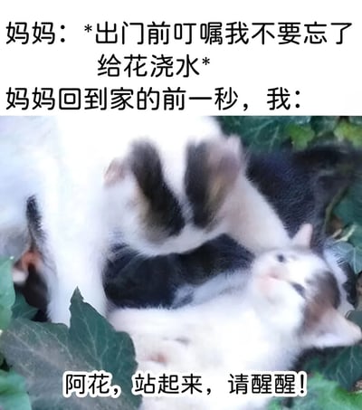 这是一张幽默搞笑的图文结合梗图，上方文字描述妈妈出门前叮嘱给花浇水，而妈妈回家前一秒，图中出现一只四脚朝天躺在绿叶中的猫，下方配文'阿花，站起来，请醒醒！'，用拟人化的方式表现出忘记浇花后匆忙补救的慌张情景，通过将植物称为'阿花'并试图让它'站起来'，形成了有趣的反差萌效果。