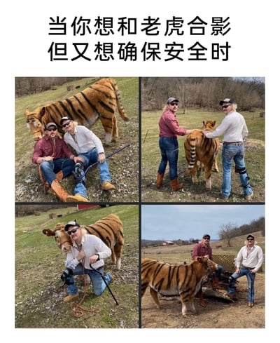 这是一组由四张照片拼接而成的趣味图，上方配有文字“当你想和老虎合影但又想确保安全时”。图中的“老虎”实际上是一头被套上老虎样式外皮的牛，两位戴着墨镜的男士在户外牧场环境中，与这头“伪装老虎”摆出多种合影姿势：有两人坐在地上靠在牛身旁、两人站在牛身后抚摸牛背、一人单膝跪地和牛贴脸、还有两人分别站在牛的侧面，用这种反差感拉满的方式，既满足了“和老虎合影”的趣味想法，又完全保证了安全，整体内容充满搞笑创意和乡村生活的趣味感。
