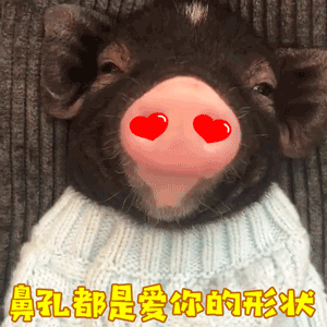 鼻孔都是爱你的形状！萌猪比心动态表情包