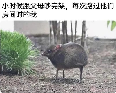 这是一张能引发大众共鸣的搞笑梗图，采用图文混排的形式呈现。上方配有文字“小时候跟父母吵完架，每次路过他们房间时的我”，下方是一张真实的小型兽类照片，这只动物身体紧绷蜷缩，眼神警惕地看向一侧，神态和动作完美还原了童年时期和父母发生争吵后，路过父母房间时那种既心虚又害怕被关注，蹑手蹑脚、紧张不安的微妙状态，用生动的动物形象将这种普遍的亲子相处中的小情绪具象化，极易让有相似经历的人产生共情。