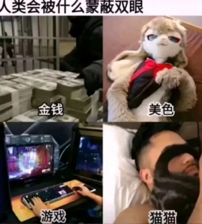 四宫格拼接图，上方标题‘人类会被什么蒙蔽双眼’。左上：大量现金堆叠，配文‘金钱’；右上：戴红领结的毛绒玩偶，配文‘美色’；左下：双屏电脑前玩游戏的场景，配文‘游戏’；右下：猫咪趴在人脸上，配文‘猫猫’。用幽默方式调侃人类易被金钱、美色、游戏和猫咪‘蒙蔽双眼’。