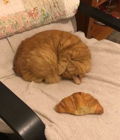 一只橘色的猫咪蜷缩在椅子上的白色毯子上，身体卷成一个完美的圆形，头部埋在前爪中，只露出一只耳朵和部分鼻子。猫咪的毛色呈温暖的橘黄色，与旁边放置的金黄色可颂面包在颜色和形状上形成了有趣的呼应，让人不禁联想到两者的相似之处。椅子上还铺着带有花纹的布料，背景中隐约可见木质家具，整体营造出温馨舒适的居家氛围。