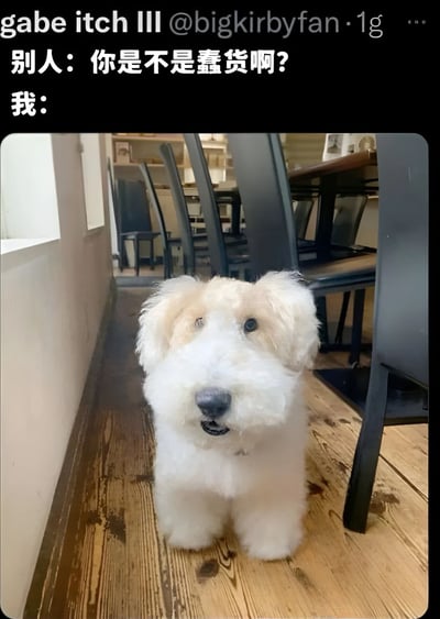 这是一张搞笑自嘲类梗图，上方是Twitter用户@gab itch III的发文，内容为"别人：你是不是蠢货啊？ 我："，下方配图是一只白色卷毛小狗坐在餐厅木地板上，抬头露出无辜表情，用狗狗的可爱模样幽默地表现被别人说蠢时的反应。