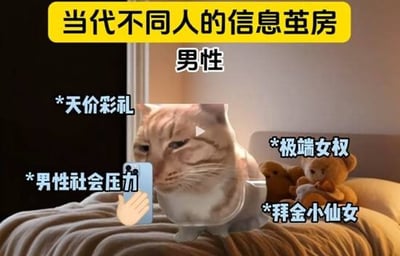 图片顶部有黄色横幅标题“当代不同人的信息茧房”，下方以“男性”为主题展开。画面主体是一只坐在床上的橘猫，周围环绕着多个标签式文本，分别为“天价彩礼”“极端女权”“男性社会压力”“拜金小仙女”，形象地讽刺了部分男性可能面临的信息茧房现象，即长期接触特定类型信息后形成的认知局限。