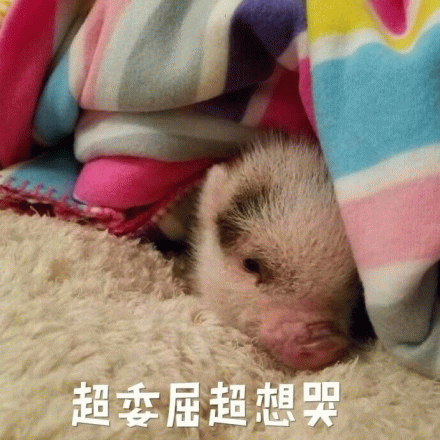 委屈的小猪躲在毯子里超想哭