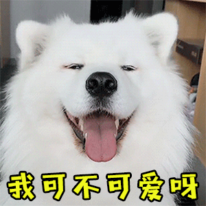 萨摩耶萌犬吐舌问“我可不可爱呀”