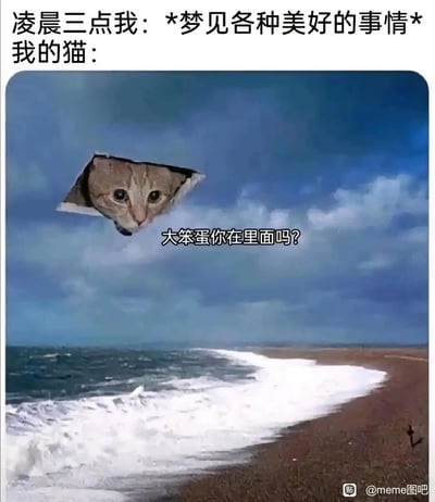 这是一张调侃养猫日常的搞笑meme图，通过上下对比的结构呈现场景：上方文字说明凌晨三点主人正沉浸在美好的梦境中，下方的海滩背景图里，一只猫咪的脸被合成在天空的破洞处，配文“大笨蛋你在里面吗？”，夸张地还原了猫咪常常在深夜突然打扰主人睡眠的真实情况，用荒诞的画面和接地气的台词制造出强烈的反差感，精准戳中养猫人群的共鸣点，展现了养猫过程中哭笑不得的日常。