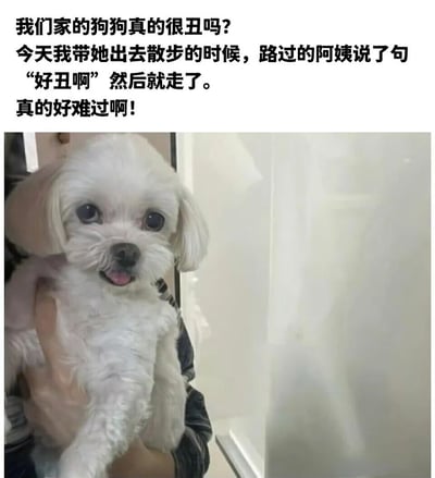 图片为图文混排形式，上方文字内容描述了主人带狗狗散步时，被路过阿姨评价“好丑啊”后的难过心情，下方是一张被人抱着的白色小狗照片。小狗毛发蓬松，眼睛圆大，吐着舌头，表情看起来十分可爱。