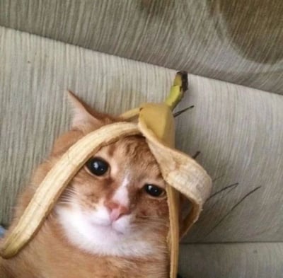 一只橘白相间的猫躺在浅色沙发上，头上戴着一个剥开的香蕉皮，香蕉皮的形状像一顶帽子。猫咪表情平静，眼睛睁大直视镜头，画面充满趣味性和幽默感。