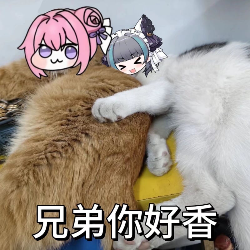 Doro版猫咪贴贴：兄弟你好香