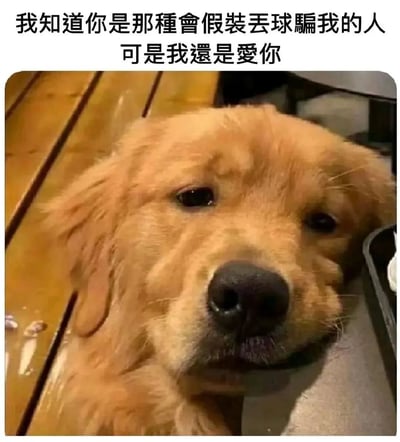 图片主体是一只金毛犬趴在木地板上，头部微微抬起，眼神略带委屈地看向镜头。上方配有文字“我知道你是那种会假装丢球骗我的人 可是我还是爱你”，通过狗狗的表情和文字结合，营造出一种明知被“欺骗”却依然深爱对方的温馨又带点无奈的情感氛围。
