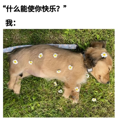 图片上方有文字'什么能使你快乐？'，下方回答'我：'并配有一张小狗躺在草地上的照片。小狗身上和周围散落着几朵白色小雏菊，看起来非常放松惬意。这张图通过可爱的小狗形象幽默地表达了简单事物带来的快乐。