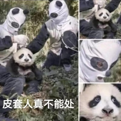 这是一张多图拼接的玩梗梗图，主图呈现穿着熊猫皮套的工作人员“控制”着一只小熊猫的真实饲养场景，配文“皮套人真不能处”；右侧分图分别展示小熊猫被控制的特写、工作人员皮套露出人眼的细节、小熊猫委屈的表情。图中玩了谐音和反差梗，将原本指代虚拟主播的“皮套人”用来调侃穿熊猫皮套的工作人员，从小熊猫的视角吐槽“皮套人不可靠”，制造出搞笑的反差效果。
