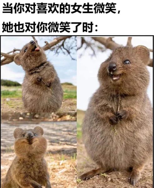 短尾矮袋鼠