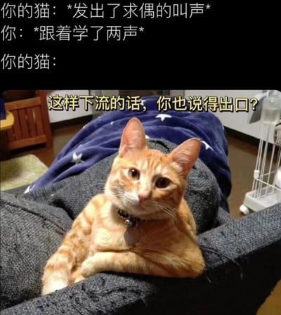 图片上方配有三段对话文字，分别是“你的猫：*发出了求偶的叫声*”“你：*跟着学了两声*”“你的猫：这样下流的话，你也说得出口？”。下方是一只橘色虎斑猫，它戴着项圈，正躺在铺有蓝色星星毯子的灰色沙发上，耳朵竖起，眼神带着明显的惊讶和鄙夷，仿佛在对主人模仿它求偶叫声的行为表示强烈不满。整个画面通过拟人化的对话和猫咪生动的表情，营造出一种搞笑又有趣的宠物互动场景。