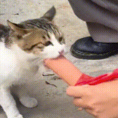 狸花加白猫咪