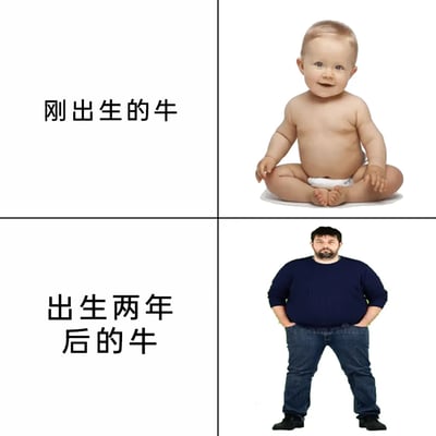这是一张上下分栏的对比类趣味梗图，左上区域配有文字“刚出生的牛”，右侧对应展示了一名穿着白色尿布、盘腿坐着的软萌小婴儿；左下区域配有文字“出生两年后的牛”，右侧对应展示了一名身材肥胖、双手插兜站立的成年男性。图中运用了双关谐音梗，“牛”既指真实的牛类动物，也暗指调侃对象，通过人类从婴儿到肥胖成年男性的强烈视觉反差，来类比牛在两年内从幼崽到出栏的体型快速膨胀过程，制造出荒诞搞笑的幽默效果，调侃了体型在短时间内的巨大变化。