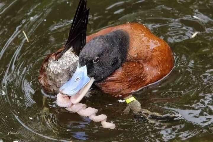 鸭子