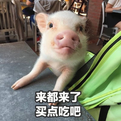 图片中是一只可爱的白色小猪，有着粉嘟嘟的鼻子，正从一个绿色带黑色条纹的包里探出头来，前腿搭在灰色的桌面上。小猪眼神直视镜头，表情略带期待，背景中隐约可见户外餐厅的桌椅和其他顾客。图片底部有文字“来都来了 买点吃吧”，结合小猪的可爱形象，营造出一种俏皮又略带劝说的氛围，常用于轻松幽默地鼓励他人消费或尝试某事。