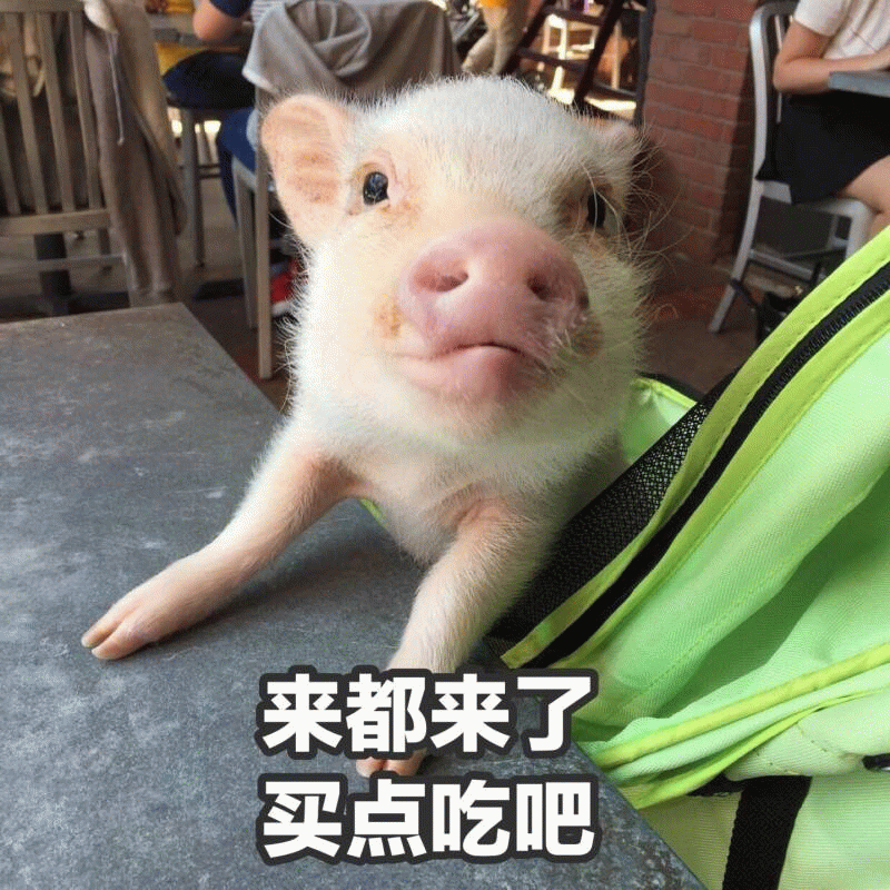 小猪探头：来都来了买点吃吧