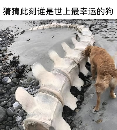 图片展示了一只金毛犬在海滩上遇到一块巨大的鲸鱼脊椎骨，它正好奇地嗅闻着这块骨头。图片上方配有文字'猜猜此刻谁是世上最幸运的狗'，暗示这只狗遇到了罕见的'大骨头'，显得既有趣又充满奇遇感。