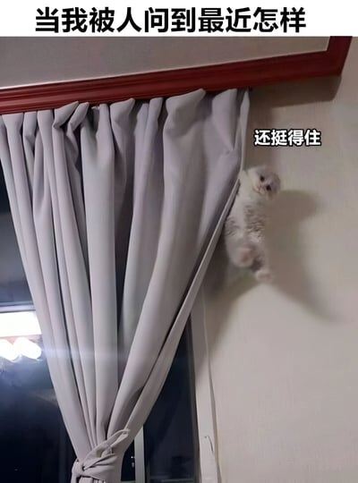 图片中一只白色小猫正紧紧抓着灰色窗帘的边缘，身体悬空，表情看起来有些紧张，仿佛在努力支撑着不掉下来。图片顶部配有文字“当我被人问到最近怎样”，小猫旁边则有文字“还挺得住”。这张梗图通过小猫抓窗帘的惊险姿势，幽默地比喻了人们在被问及近况时，虽然实际可能过得比较艰难，但表面上仍强撑着说“还挺得住”的状态，充满自嘲和无奈的幽默感。