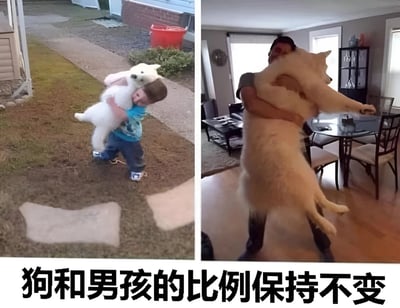 左侧图中，一名穿着蓝色上衣和牛仔裤的小男孩在户外草地上，双手紧紧抱着一只体型与他相近的白色狗，狗的前爪搭在男孩肩上，两人姿态亲密；右侧图中，一名成年男性在室内客厅里，同样双手环抱一只体型硕大的金毛犬，狗的后腿离地，前爪向外伸展，与男性的互动姿势和左侧画面高度相似。图片底部配有文字“狗和男孩的比例保持不变”，幽默地展现了随着男孩长大成人，他所拥抱的狗也按相同比例“长大”，形成跨越时间的趣味对比。
