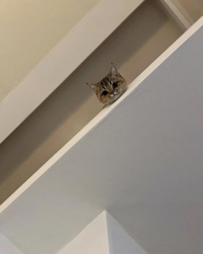 一只虎斑色的小猫咪从墙角的交界处偷偷探出头，圆溜溜的大眼睛带着好奇的神情望向镜头，耳朵竖起，胡须清晰可见。背景是浅色的墙壁和天花板，形成简洁的几何线条，衬托出猫咪的娇小与可爱。整体画面充满生活气息，展现了宠物日常中温馨治愈的瞬间。