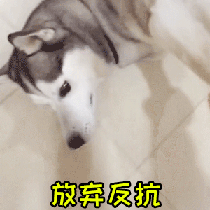 摆烂哈士奇：放弃反抗躺平名场面