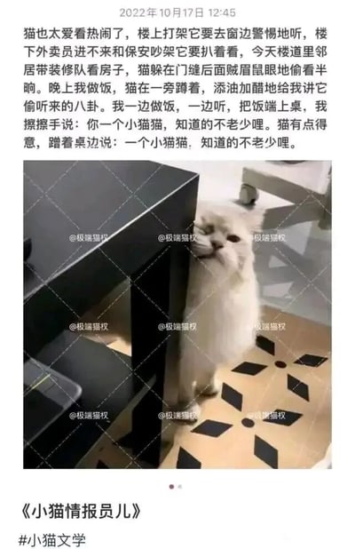 这是一则属于“小猫文学”的图文内容，整体采用图文混排的形式。上方是一段拟人化的叙事文字，讲述了一只格外热衷于看热闹的小猫：楼上有人打架时它会到窗边警惕倾听，楼下外卖员和保安起争执它会扒着围观，邻居带装修队看房时它躲在门缝后“贼眉鼠眼”地偷听许久；到了晚上主人做饭时，它还会蹲在一旁，添油加醋地把偷听来的八卦讲给主人听。主人听完调侃它“你一个小猫咪，知道的不老少哩”，小猫则得意地蹭着桌边模仿主人的语气回应“一个小猫咪，知道的不老少哩”。下方搭配了一张白色猫咪的实拍照片，猫咪躲在黑色家具的缝隙旁，神态看起来鬼鬼祟祟，完美契合文字里爱偷听八卦的小猫形象。图片底部标注了作品标题《小猫情报员儿》以及话题#小猫文学，图片的多个位置还带有“@极端猫权”的水印。内容通过拟人化的手法，赋予猫咪人类的行为与情绪，用温馨又搞笑的小故事展现出猫咪的可爱，充满生活趣味。
