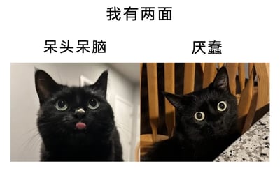 这是一张左右分栏的图文拼接趣味梗图，顶部标题为“我有两面”，将同一只黑猫的两种不同神态进行对比展示：左侧的黑猫吐着舌头，鼻子上还沾有白色痕迹，眼神懵懂，神态呆傻，上方配文“呆头呆脑”；右侧的黑猫从桌沿和木质椅子后方探出头，眼睛圆睁，眼神里带着明显的嫌弃和无语，神态警惕又不耐烦，上方配文“厌蠢”。图片通过猫咪的可爱反差感，生动地展现了当代人在生活中常常表现出的两种状态：一种是没什么心机、傻乎乎的呆萌模样，另一种是面对愚蠢的人或事时，不自觉露出的嫌弃、不耐烦的神态，很容易引发观者的情绪共鸣。