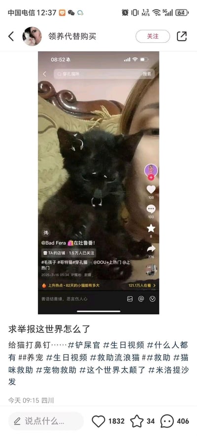 这是一条社交媒体转发内容，原视频来自抖音用户@Bad Fera，视频中一只小黑猫的耳朵、鼻子、额头被打上了多组金属穿刺钉，猫咪状态萎靡低落。转发者配文表达了对这种伤害动物行为的愤怒与不解，呼吁网友举报该行为，配文附带多个相关话题标签，引发了网友的关注和讨论。
无谐音梗、双关或暗示内容。