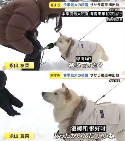 这是一张由上下两部分拼接的日本民生新闻节目截图，背景是积雪覆盖的户外场景，新闻主题为“本季度最大积雪，清雪电车初次运行”，子主题聚焦“狗也要防寒”。画面中记者永山友菜穿着棕色厚外套，手持话筒凑近一只穿着浅米色带毛领防寒服的浅色柴犬，上方图配文记者的提问“你冷吗？”，下方图则以拟人化的方式配上柴犬的“回答”“很暖和 很好呀”，制造出有趣的互动效果，让严肃的民生新闻增添了可爱的趣味性，展现了冬季寒冷天气下宠物防寒的生活细节。