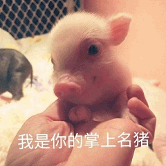 图片中一只粉嫩的小猪被人的手掌轻轻托着，眼神呆萌纯真，背景中还有一只黑色的小猪作为点缀。图片下方配有文字“我是你的掌上名猪”，巧妙运用谐音梗将成语“掌上明珠”中的“珠”替换为“猪”，既保留了原成语中“珍视”的含义，又因“猪”的可爱形象增添了幽默趣味，整体营造出温馨又轻松的氛围。