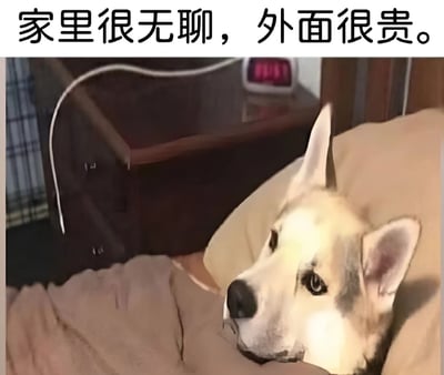 图片上方配有文字“家里很无聊，外面很贵。”，下方是一只哈士奇狗狗躺在床上的照片。狗狗趴在米色的枕头上，眼神略带慵懒和无奈，背景中可见床头柜和电子钟。整体通过宠物的表情和文字结合，幽默地反映了人们想出门又觉得消费高、待在家又感到无聊的普遍生活困境，引发共鸣。