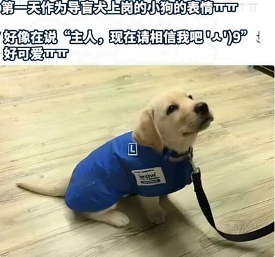 图片中是一只穿着蓝色导盲犬背心的黄色拉布拉多幼犬，它正坐在木地板上抬头向上看，眼神中透露出期待和一丝紧张。图片上方有文字说明这是小狗第一天作为导盲犬上岗的表情，并配上了可爱的感叹。