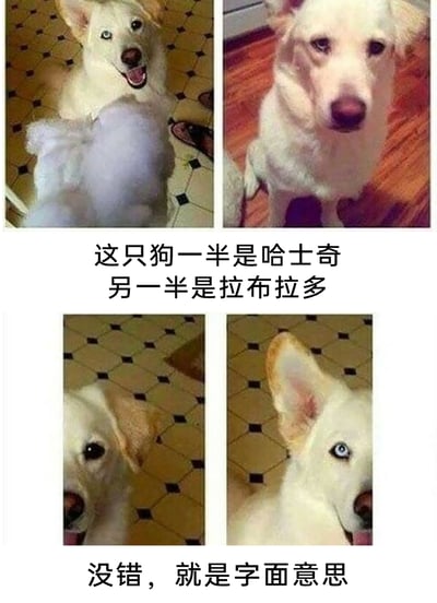这是一张利用视觉错觉和字面梗创作的搞笑图文内容，整体为多图拼接加文字说明的形式。上方两张图呈现出一只看似是哈士奇与拉布拉多混血的狗，配文“这只狗一半是哈士奇另一半是拉布拉多”，引导观众误以为是真实的混血犬；下方两张图则揭晓真相，是将一只带有拉布拉多特征（垂耳、黑眼睛）的狗和一只带有哈士奇特征（立耳、蓝眼睛）的狗各截取半边脸部拼接在一起，配文“没错，就是字面意思”，用打破常规认知的字面解读制造反差笑点，通过视觉误导和文字梗的结合，产生幽默诙谐的效果。