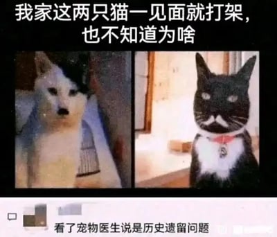 这是一张左右对比的图文混排搞笑梗图，左侧是一只面部特征酷似哈士奇的白猫，表情呆滞地坐着；右侧是一只外形神似黑猫的黑狗，表情严肃，脖子佩戴着红色项圈。图上方是图主的配文：“我家这两只猫一见面就打架，也不知道为啥”，下方有一条评论调侃道：“看了宠物医生说是历史遗留问题”。这张图的笑点在于双关梗的运用：一方面猫和狗在传统认知中是天然的“天敌”，它们之间的矛盾被幽默地调侃为“历史遗留问题”；另一方面图中的两只动物长相混淆了猫和狗的物种特征，这种荒诞的反差感进一步放大了搞笑效果，以拟人化的方式调侃动物间的相处矛盾，很容易在宠物爱好者群体中引发共鸣。