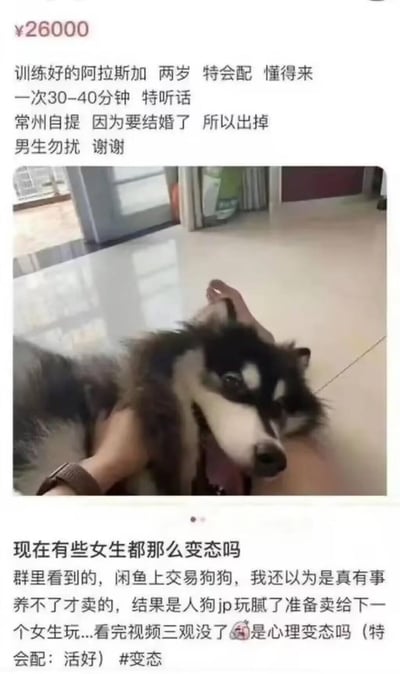 图片上半部分为疑似闲鱼出售阿拉斯加犬的信息，标价26000元，描述狗狗“训练好”“特会配”“一次30-40分钟”“常州自提”“男生勿扰”等内容，下方配有一只阿拉斯加犬被人抚摸的照片，狗狗表情开心。下半部分为一段评论，质疑该出售信息存在不良暗示，认为“特会配”等表述涉及低俗内容，称其为“变态”行为并带有呕吐表情符号。
图片存在明显的文字歧义利用，评论者对“特会配”“30-40分钟”等描述进行恶意解读，将正常宠物交易歪曲为不良内容。