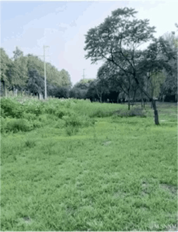 这是一个创意动态GIF，画面开篇是一片普通的户外草地，随后一只白色小猫从草地中朝着镜头奔跑而来，当小猫跑到画面近处的手掌上时，瞬间变成了一只呆萌的小白鼠，最后画面直接黑屏。整个动图通过图像拼接和编辑，利用视觉距离的错觉制造出猫咪变身的反差效果，没有谐音梗或双关，仅靠画面的创意变化带来搞笑、惊奇的观感。