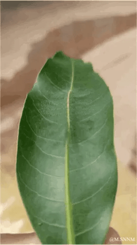 这是一段动态放大的GIF动图，起始画面是一片完整的绿色阔叶，镜头逐步向叶片中间的叶脉区域拉近放大。随着镜头不断靠近，原本平淡无奇的叶脉纹理逐渐展现出奇妙的视觉错觉：叶脉的凸起与纹路组合起来，和毛毛虫的身体形态、绒毛质感高度相似，仿佛叶片里藏着一只毛毛虫，带来新奇又有趣的视觉体验，展现了自然纹理的巧合趣味。