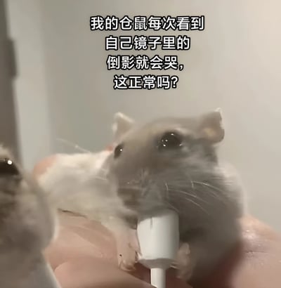图片展示了一只灰色仓鼠被人用手捧着，仓鼠正专注地看着前方的白色物体（结合文字推测可能是镜子）。图片上方配有文字：“我的仓鼠每次看到自己镜子里的倒影就会哭，这正常吗？”，整体场景为室内简单背景，通过图文结合的方式呈现了宠物主人对仓鼠行为的疑惑。