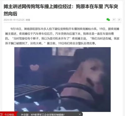 这是一则来自微博平台的新闻截图，发布于2024年9月19日，内容围绕湖南邵阳邵东市一起疑似宠物狗驾车撞上夜宵摊的事件展开。新闻正文部分详细讲述了事发经过：9月18日该事件被多人拍下，9月19日夜宵摊摊主回应，称汽车突然向后溜车，狗原本一直在车内，事发时看到驾驶位有影子以为是司机，孩子被蹭到但无大碍，摊主表示当日会去交警队处理。配图为事件相关的车内视频截图，画面中可见一只狗在汽车方向盘附近，看起来仿佛在“驾驶”车辆，整体内容是对这一突发社会事件的后续报道。