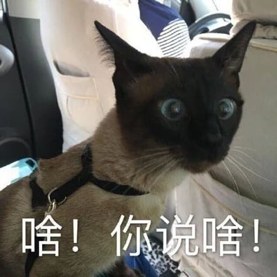 这是一张文字加注的原始拍摄静态图，主体是一只身处车内的暹罗猫，它佩戴着黑色牵引胸背带，眼睛圆睁、耳朵竖起，呈现出十分惊讶的神态。图片下方配有醒目的白色文字“啥！你说啥！”，文字内容与猫咪的表情高度契合，精准传递出没听清话语、震惊或不敢置信的情绪，属于表情素材图，适合在聊天场景中用来表达相应情绪。