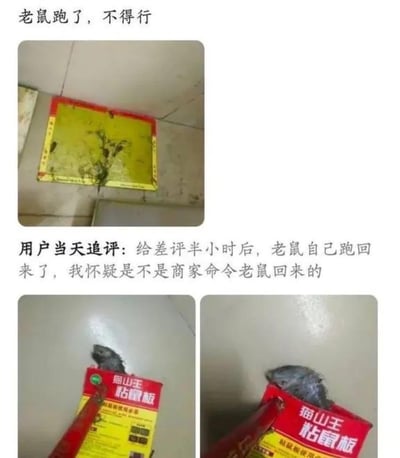 这是一组充满荒诞幽默感的电商买家秀内容，由三张图片和文字组成：
1. 第一张图展示一块粘鼠板上只剩残留杂物，配文“老鼠跑了，不得行”，表现用户对粘鼠板效果的不满；
2. 中间的追评文字写道“给差评半小时后，老鼠自己跑回来了，我怀疑是不是商家命令老鼠回来的”，用夸张的调侃吐槽经历的离谱；
3. 下方两张图则展示粘鼠板牢牢粘住一只老鼠的画面，与之前的“抓不到老鼠”形成强烈反差。整个内容用真实又离谱的买家经历制造笑点，没有双关或谐音梗。