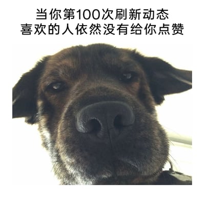 这是一张贴合日常情绪的图文表情包，图片上方配有文字“当你第100次刷新动态 喜欢的人依然没有给你点赞”，下方是一只狗狗的近距离面部特写：狗狗鼻子占据画面核心位置，眼神黯淡无光，整体表情低落沮丧、无精打采，精准还原了人们在暗恋时，反复刷新社交动态却始终等不到在意的人点赞回应时，那种失落、沮丧又略带委屈的细腻情绪，用宠物的真实表情放大了这种日常小情绪的共鸣感。