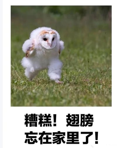 图片主体是一只毛茸茸的白色猫头鹰雏鸟，头部和翅膀带有棕色斑纹，正迈着小短腿在绿色草地上奔跑，翅膀微微抬起，姿态显得有些笨拙可爱。图片下方配有黑色粗体中文文字：“糟糕！翅膀忘在家里了！”。通过拟人化手法，将猫头鹰雏鸟奔跑的样子幽默地解读为“忘记带翅膀”，营造出滑稽又萌趣的效果。