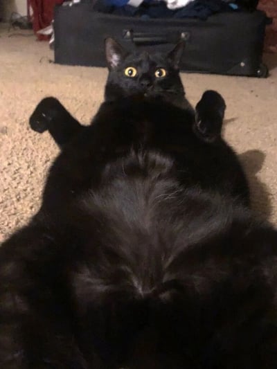 一只纯黑色的猫咪仰躺在地毯上，四肢自然抬起，最引人注目的是它那双瞪得溜圆的黄色眼睛，表情看起来十分惊讶又带着一丝呆萌。猫咪的黑色毛发在室内光线下显得油亮，肚皮朝上露出白色的绒毛。背景中可以看到一个黑色的行李箱，整体场景像是在普通家庭的房间内。